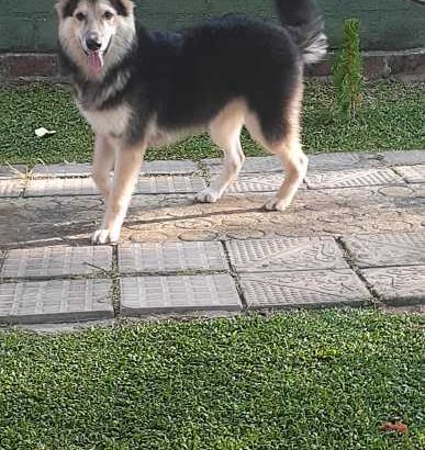 20 LITER HAS RICE COOKER FOR SALE