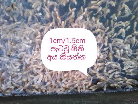 Bridal Frock for sale