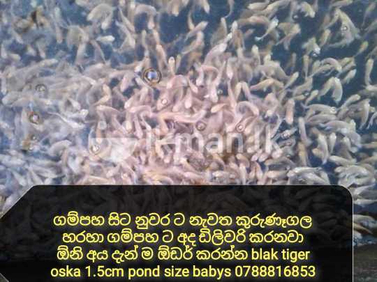 Bridal Frock for sale