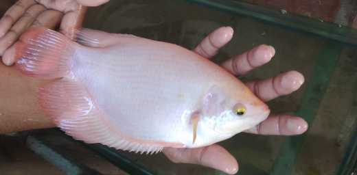 Asus laptop notebook for sale