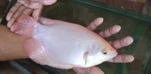 Asus laptop notebook for sale