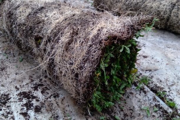 Rotisserie and Deep freezer  Bundle Offer