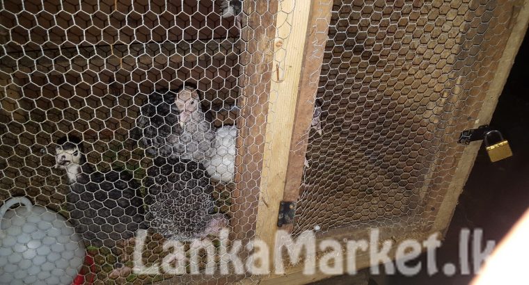 Volvo Amazon Kombi bumper (1962-1969)