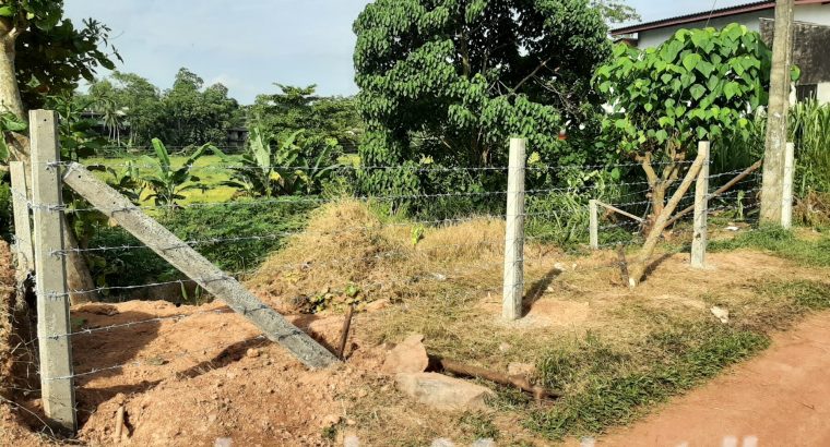 Gents T-shirts ( Imported)