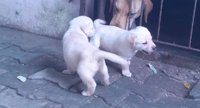 Volkswagen Beetle Split bumper (1930 – 1956)