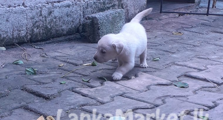 Volkswagen Beetle Split bumper (1930 – 1956)