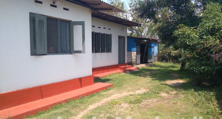 Hand Fed Green Parrots