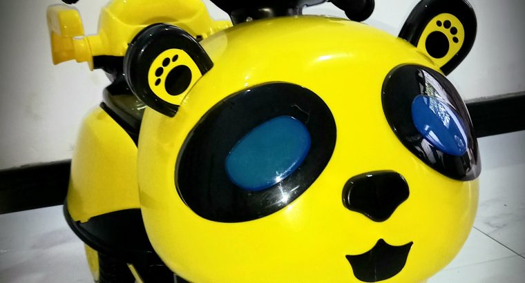 Golden Retriever male dog for crossing.