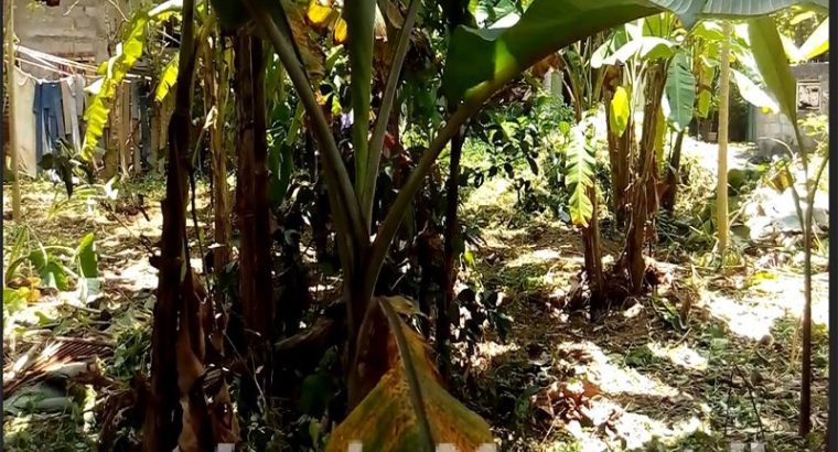 Furnished four Bed Room of a Apartment for Rent at Wellawatte, Colombo – 00600