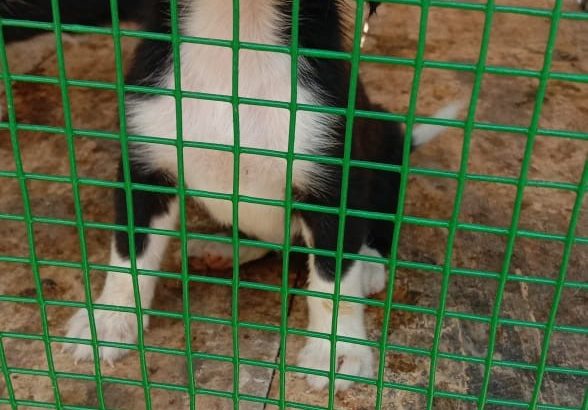 Commercial cum Residential Property