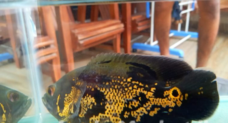 Short/long stay – Furnished Rooms/studio apartment