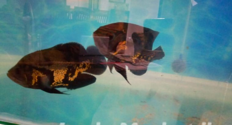 Bridal Dress for sale