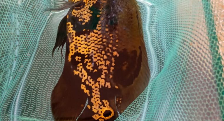 Bridal Dress for sale