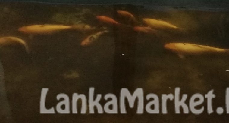 Two Story Luxury House for Sale