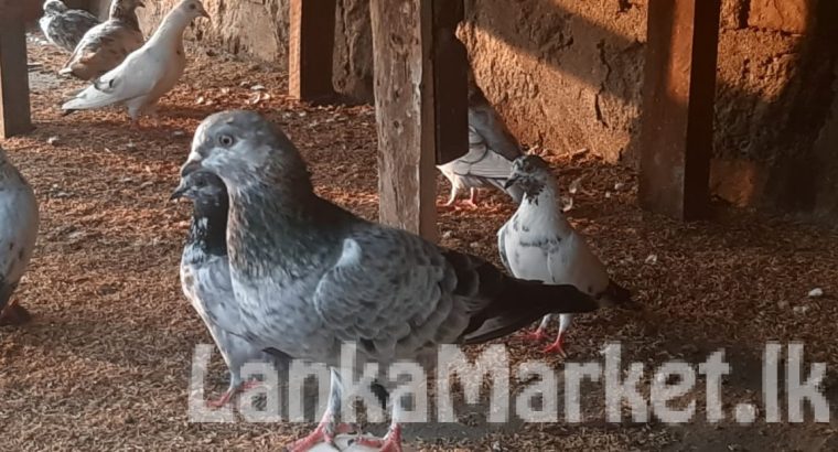 suzuki every wagon DA17