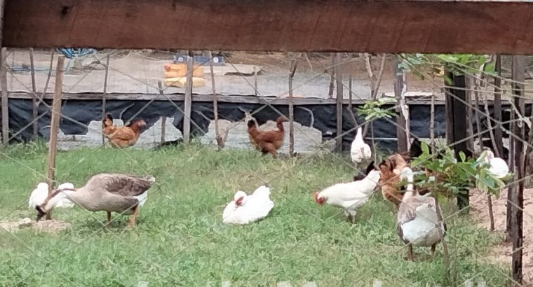 suzuki every wagon DA17