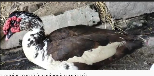 CHR side mirror accessories