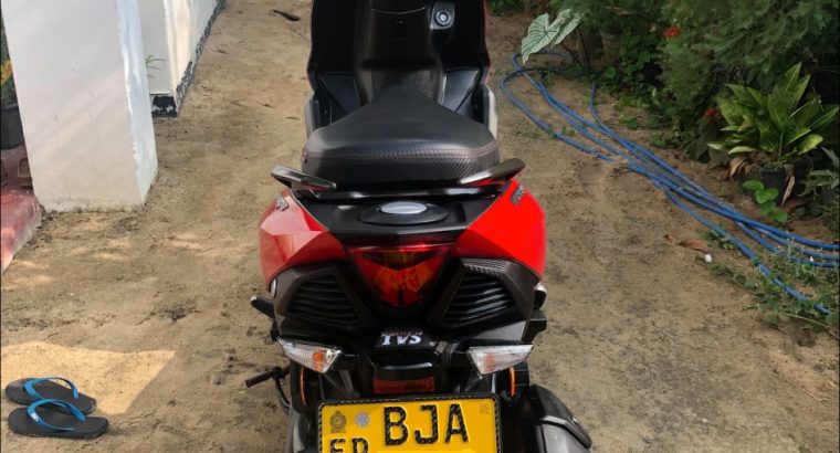 Hand Fed Green Parrots