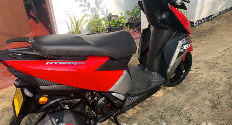 Hand Fed Green Parrots