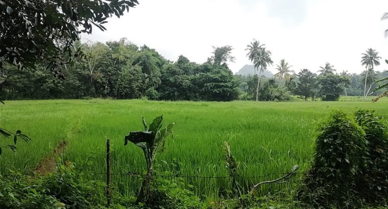 HONDA CD 125 BENTLEY