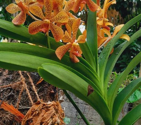 වටහා පරිප්පු අබරන යන්ත්‍රය