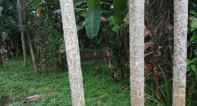 Apple iPhone 11 Pro Max 512Gb