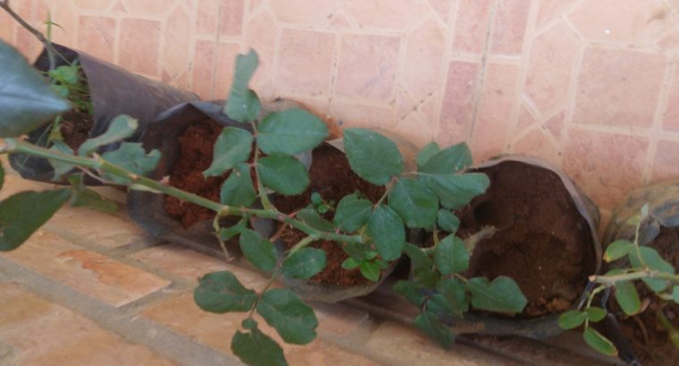 Face masks for sale (wholesale)