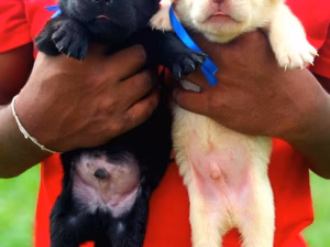🐶 Labrador Puppies for Sale – අනුරාධපුර 🐶