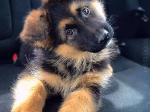 German shepherd puppy 1-month-old female and male