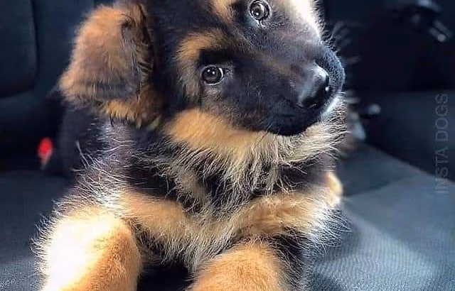German shepherd puppy 1-month-old fema...